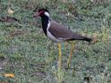 Red-wattled Lapwing-9085.jpg